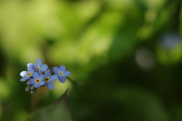 fiori di myosotis in un giardino in primavera