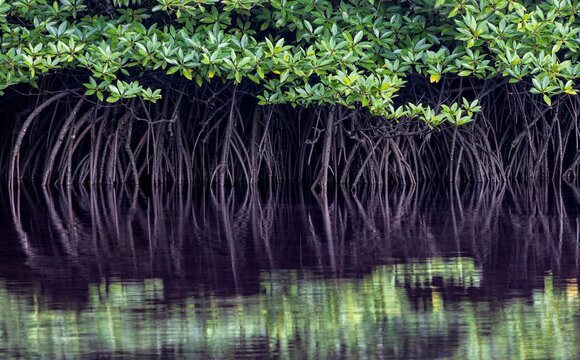 Myriad intertwining mangroves