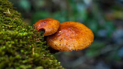 Hongos en bosque