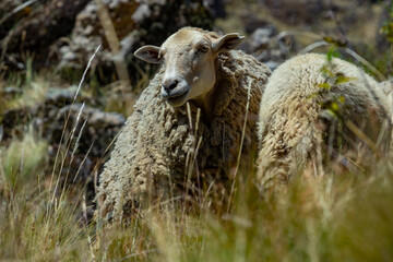 Sheep looking at the horizon
