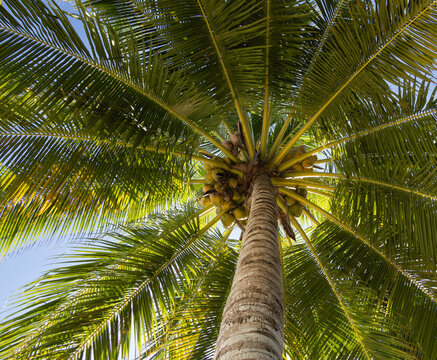 Palm tree in the sun