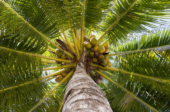 Palm tree in the sun