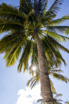Palm tree in the sun