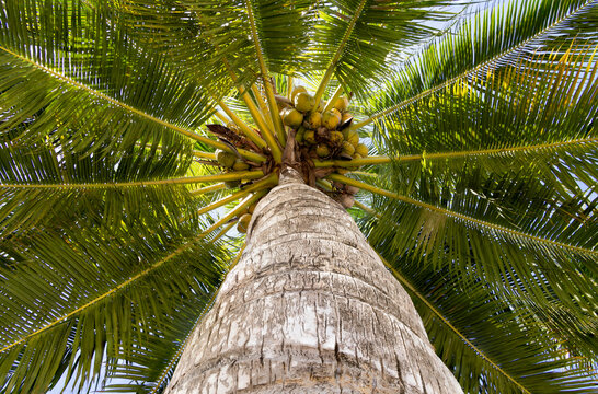 Palm tree in the sun