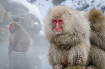 Naklejka premium Snowmonkey's (Japanese macaques (Macaca fuscata)) at jigokudani monkey park in japan