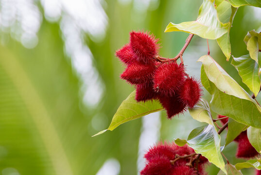 Rambutans growing on a tree