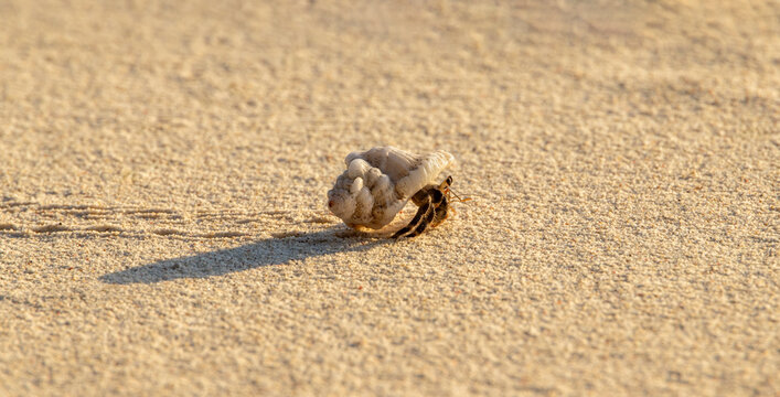 Hermit Crab