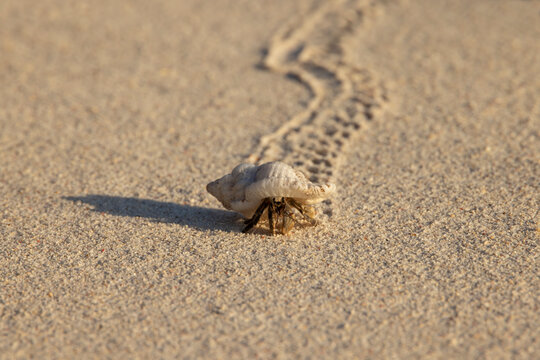 Hermit Crab