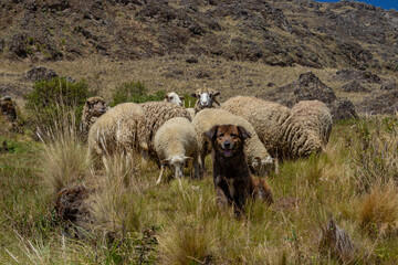 Dog guarding a flock of sheep in Rejara