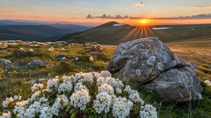 a mountain landscape as the sun sets behind Mount, adorned with white rhododendron flowers and lush green grass on its slopes, with a majestic volcano in the distance. - Powered by Adobe