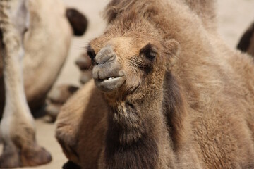 portrait of a camel