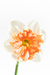 narcissus on the white background