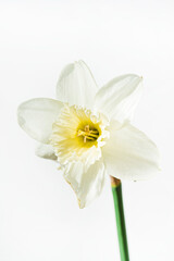 narcissus on the white background