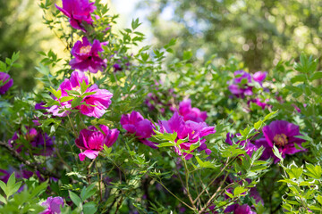 Blooming bushes of pink peonies