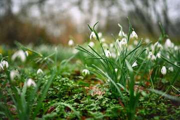 Snowdrops in the rain