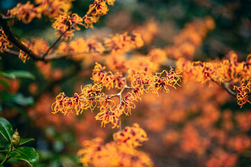 Blooming orange witch hazel