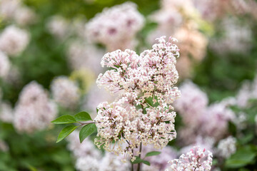A branch of blooming light pink lilac on a background of green plants