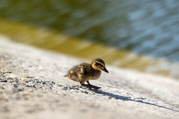 A little mallard duckling is walking along the stone shore near the pond