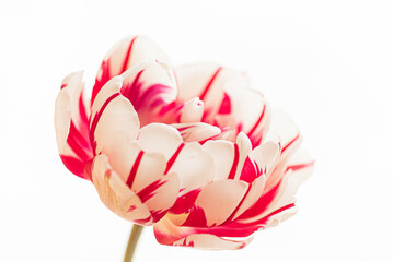 fresh tulip on the white
