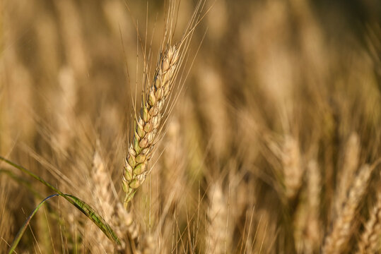 Grains of Wheat Close Up