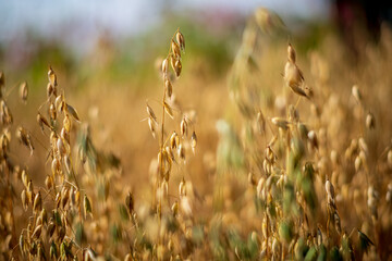 Golden ears of oat against the blue sky,