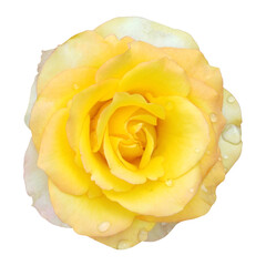 yellow rose isolated on white background