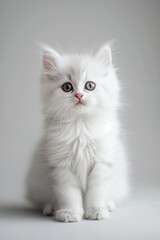 A white kitten with blue eyes is sitting on a white background