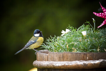 great tit, parus major,  is perching on a flower pot at a spring morning