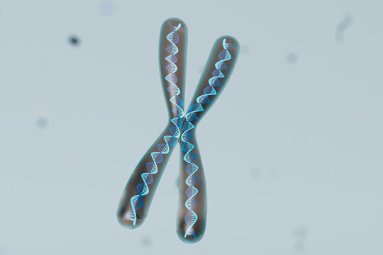 3D Render of an Isolated Chromosome Pair with DNA Strands