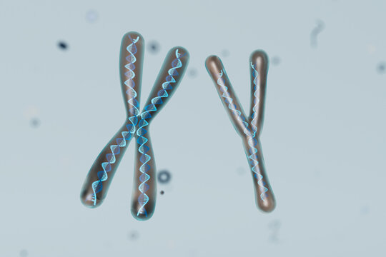  3D Visualization of Chromosomal Pairs and DNA Sequencing