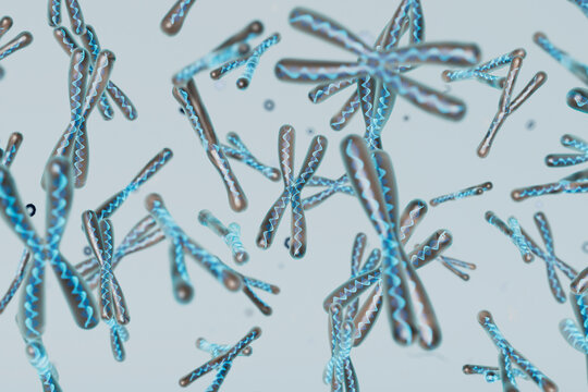 3D Render of Multiple Chromosomes with DNA Detailing