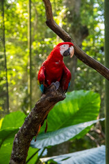 Arara Vermelha em tronco de árvore