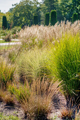 ornamental grasses in the garden © Maksim Shebeko