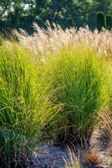 ornamental grasses in the garden