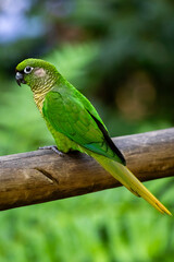 Periquito Verde