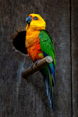 Periquito colorido puleiro madeira