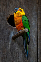 Periquito colorido puleiro madeira