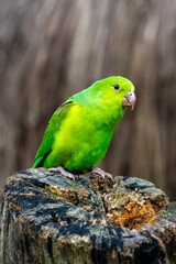 Periquito verde 