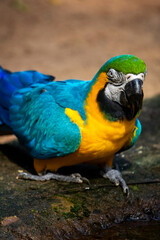 Arara azul brasileira