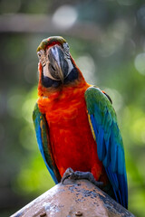 Arara colorida vermelha olhando 