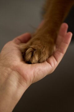 a human hand holds a dog's paw