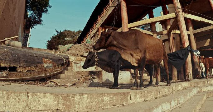 Varanasi, Uttar Pradesh, India. Cows looking for feed on ghat steps on Harishchandra Ghat. Maharaja Harishchandra Ghat - Burning Ghat. Farm ainmals living near crematorium