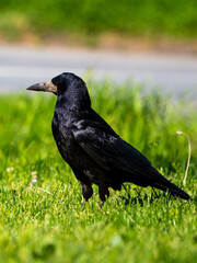 a rook 