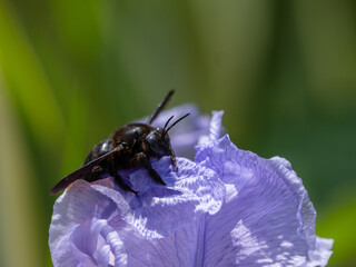 bee on a flower