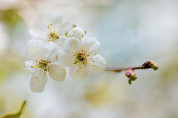 Delicate buds of cherry blossoms in spring