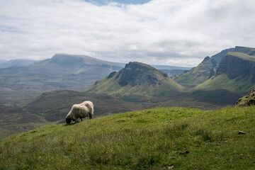 sheep in the mountains