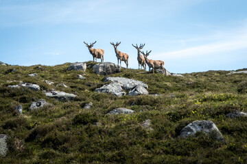 deer in the mountains
