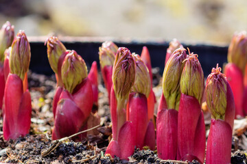 Spring sprouts of a perennial ornamental flower peony deviant or marin root in the ground.