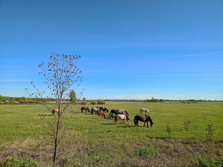 horses on the meadow