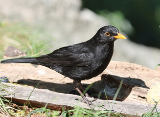 Blackbird